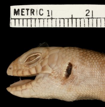 Media type: image;   Herpetology R-33525 Aspect: head lateral